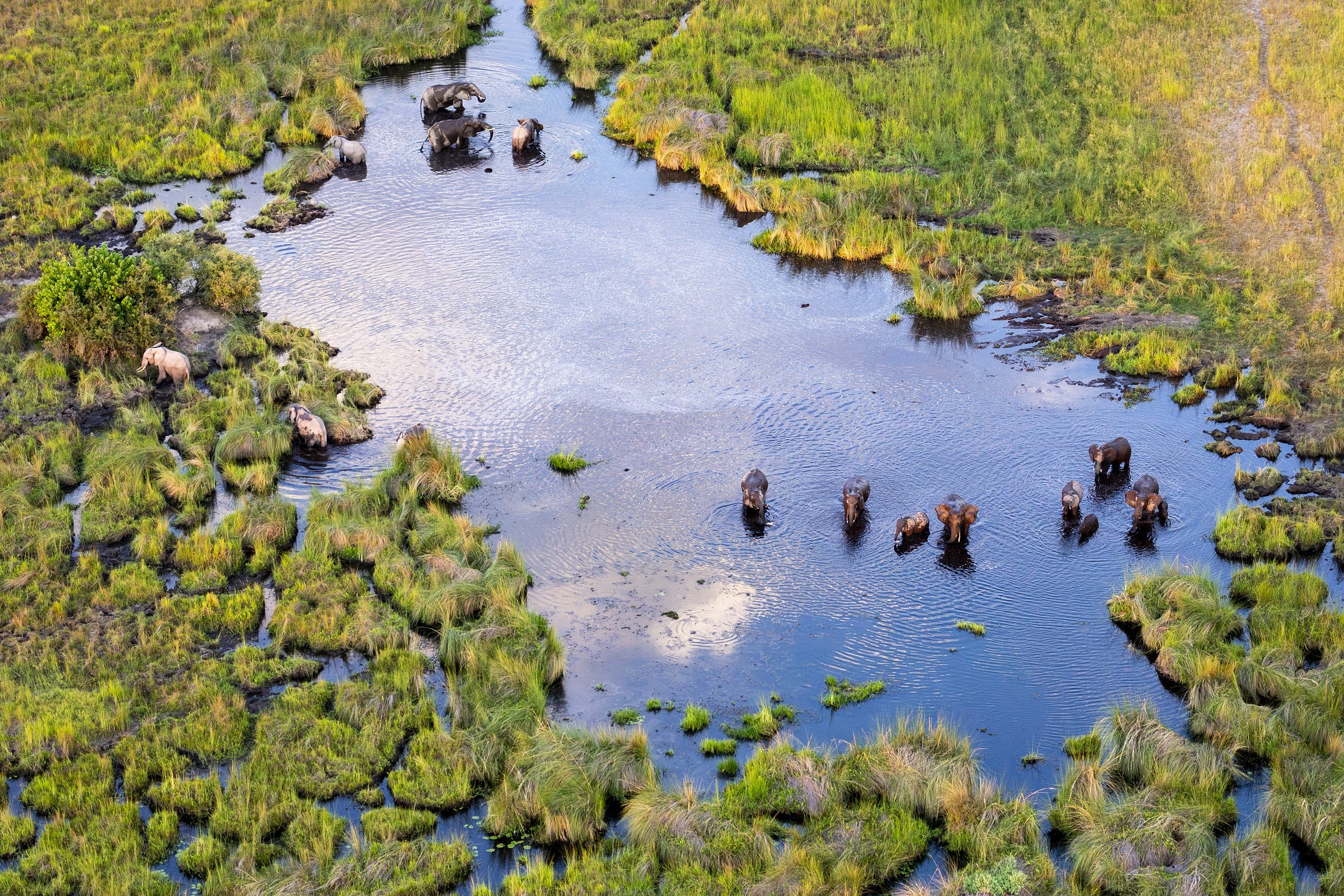 Aerial view to wild nature of Delta Okavango in Botswana. Elephants in the Okavango Delta in Botswana