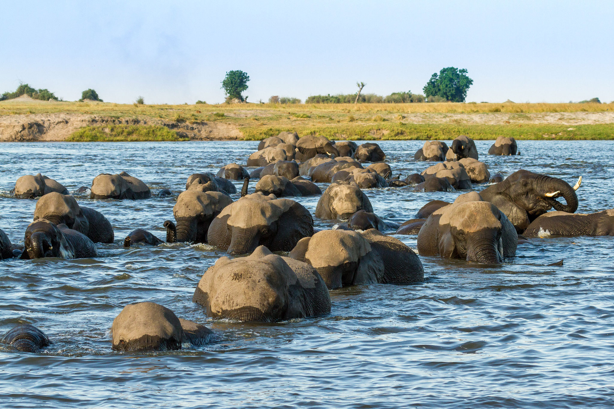 chobe-game-lodge-wildlife-elephants-01 Elephants crossing the Chobe River