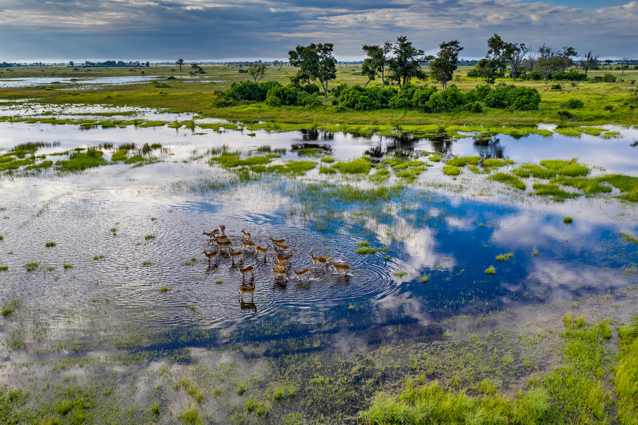 little-sable-aerial-view-03 A herd of red lechwe gracefully wades through the shallow, reflective waters of the Okavango Delta, surrounded by lush green floodplains under a dramatic cloudy sky.
