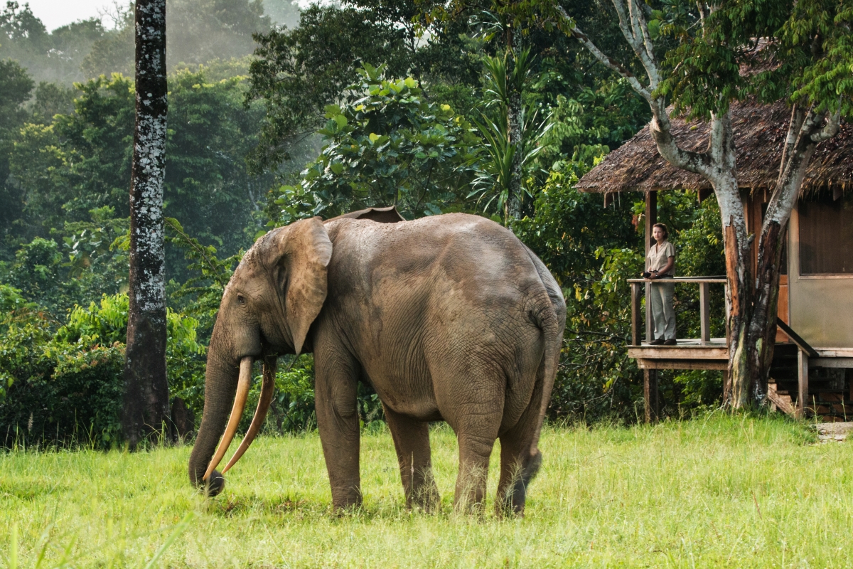 Mboko-Camp-congo-Odzala-Kokoua-National-Park-forest-elephant Forest elephant at Mboko Camp