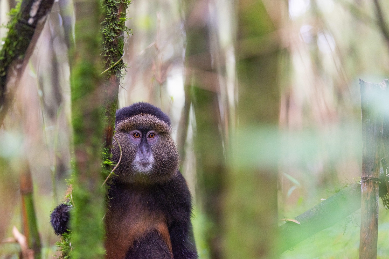 Wilderness-Sabyinyo-golden-monkey A golden monkey amidst a forest in Rwanda