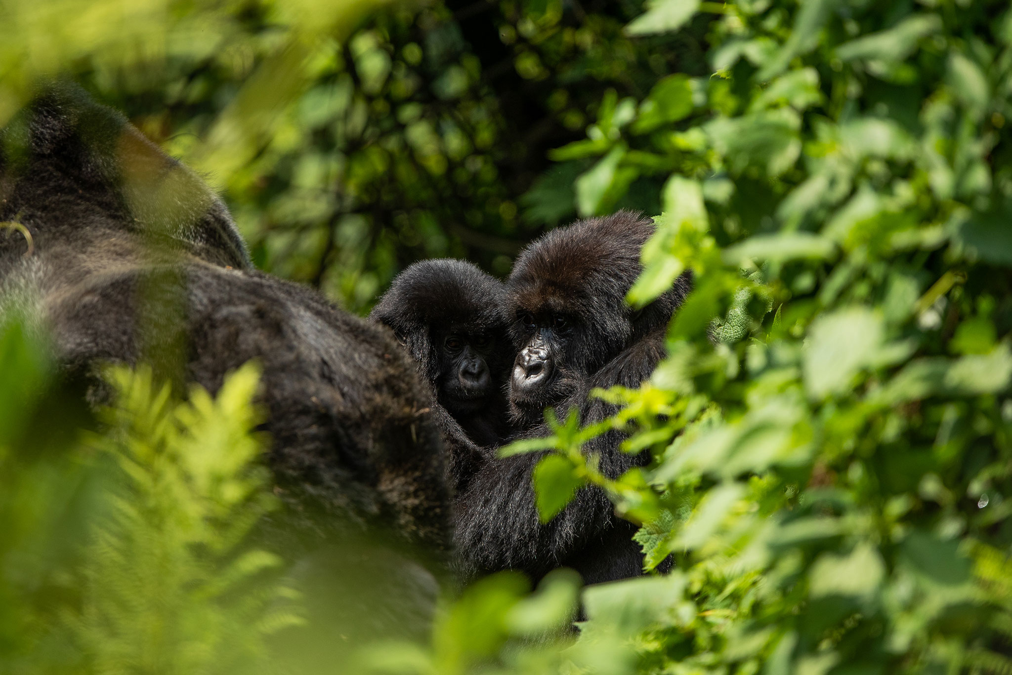 africa-up-close-by-rhino-africa-gorillas-nest-rwanda-381 See mountain gorillas while experiencing shinrin-yoku in Africa