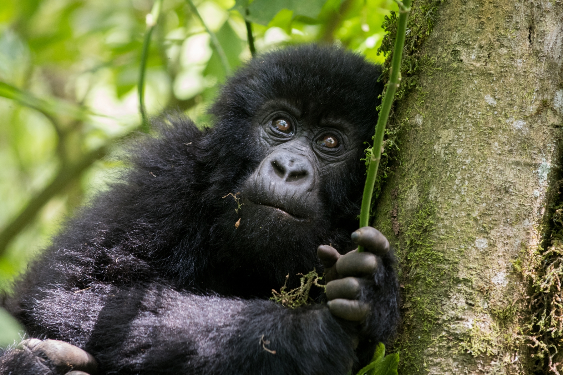 AdobeStock_189392137 Volcanoes National Park and Uganda's Bwindi Impenetrable Forest remain safe and unaffected by the conflict