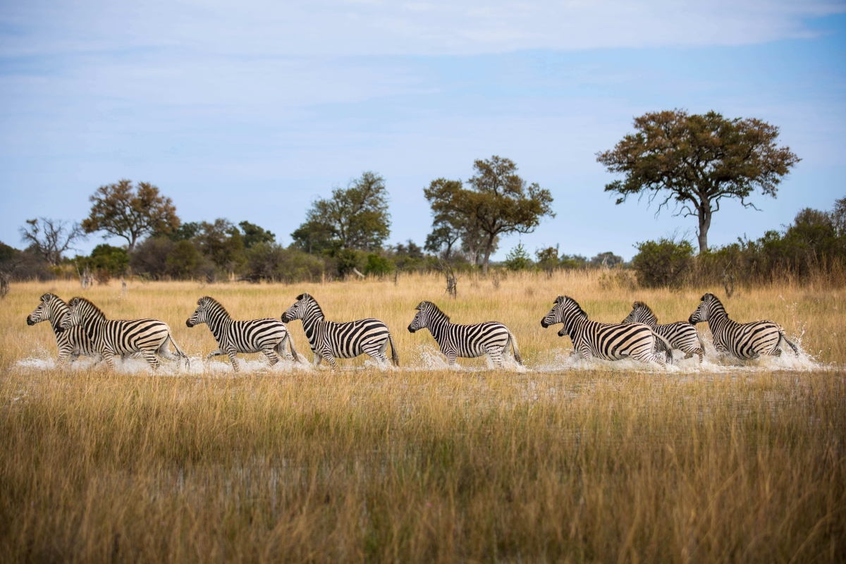 AndBeyond-Okavango-Explorers-Camp-zebras-running-through-the-spillway A herd of zebras gallops through the golden grasslands of the Okavango Delta, splashing through shallow water as they move across the floodplain.