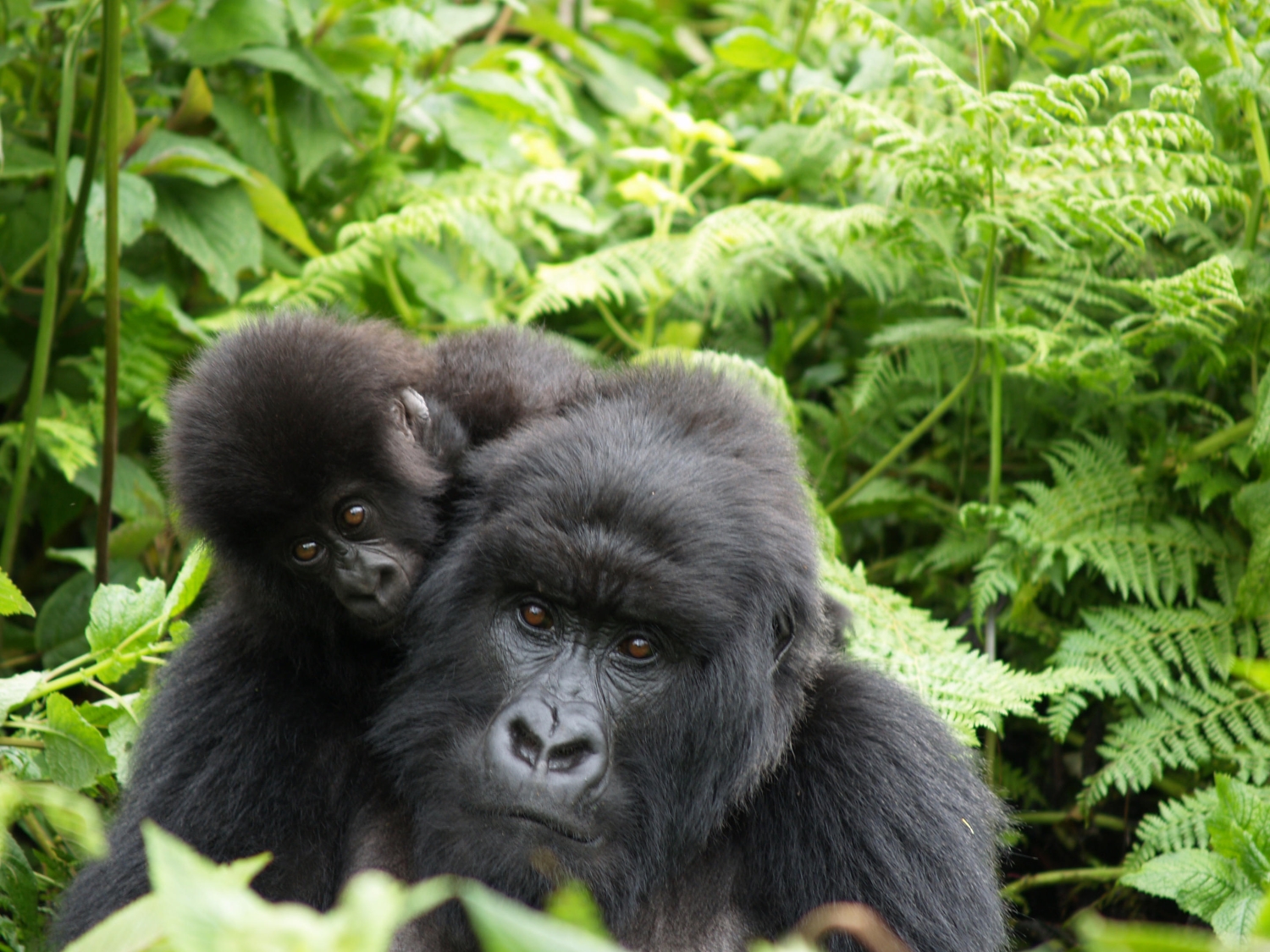 Singita-Kwitonda-Lodge-gorilla-family Le moment magique où vous croisez le regard des gorilles