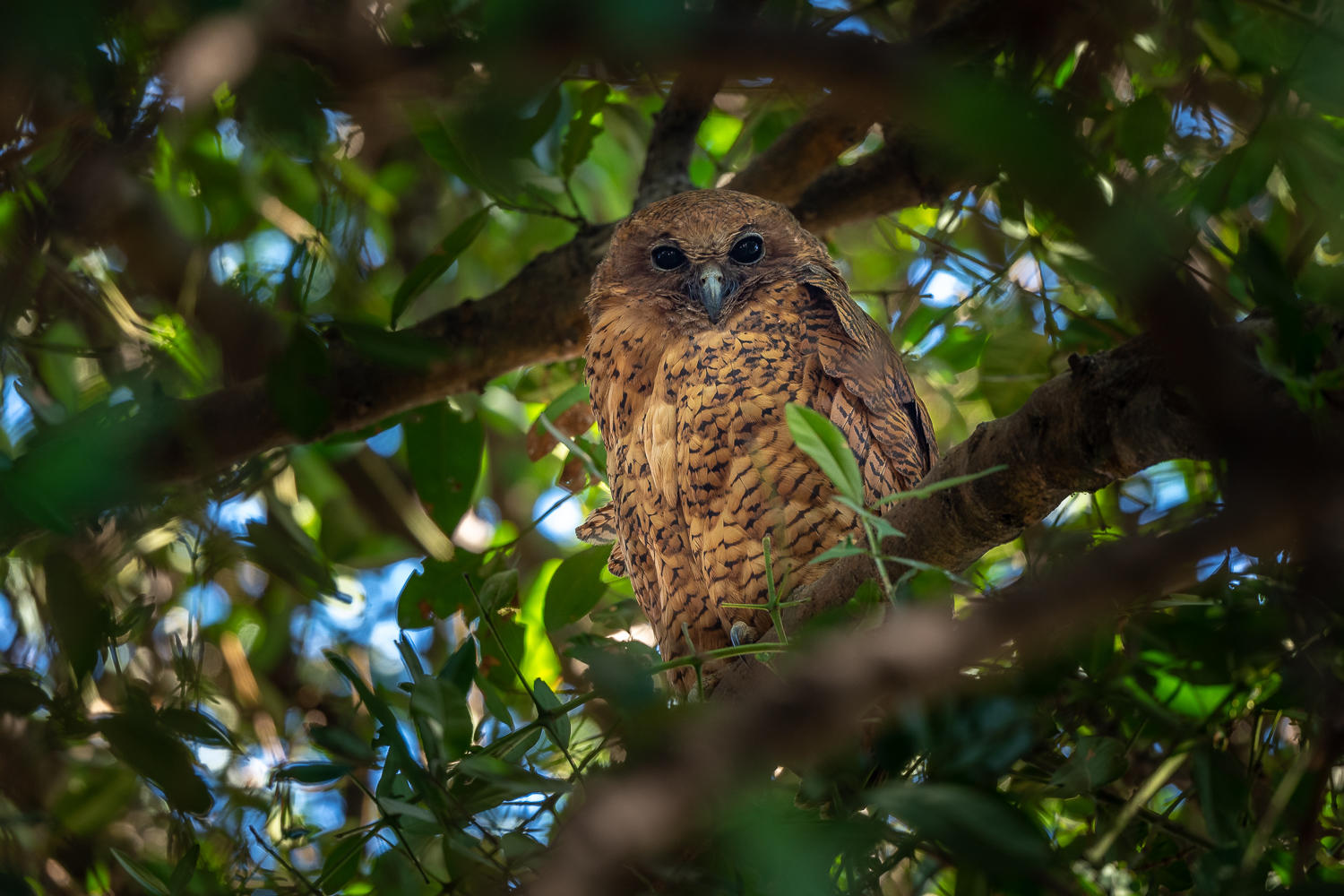 Wilderness-Jao-Okavango-owl A rare and beautifully camouflaged owl perches silently among the dense green foliage, its piercing dark eyes watching from the shadows.