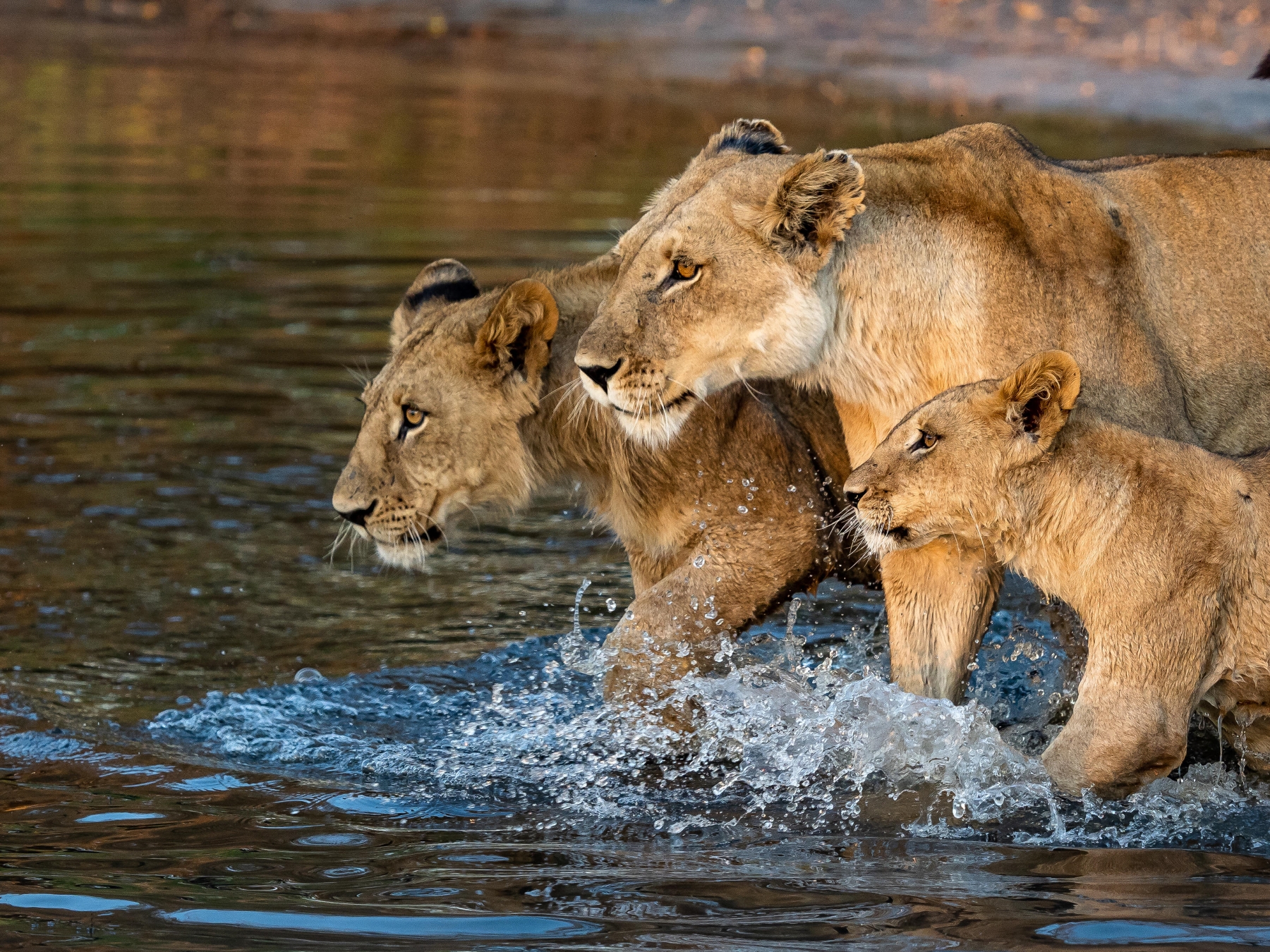 Wilderness-Vumbura-Plains-Okavango-lion-pride A lioness leads her two cubs through the shallow waters of the Okavango Delta, their intense gaze fixed ahead as they wade through the rippling surface.