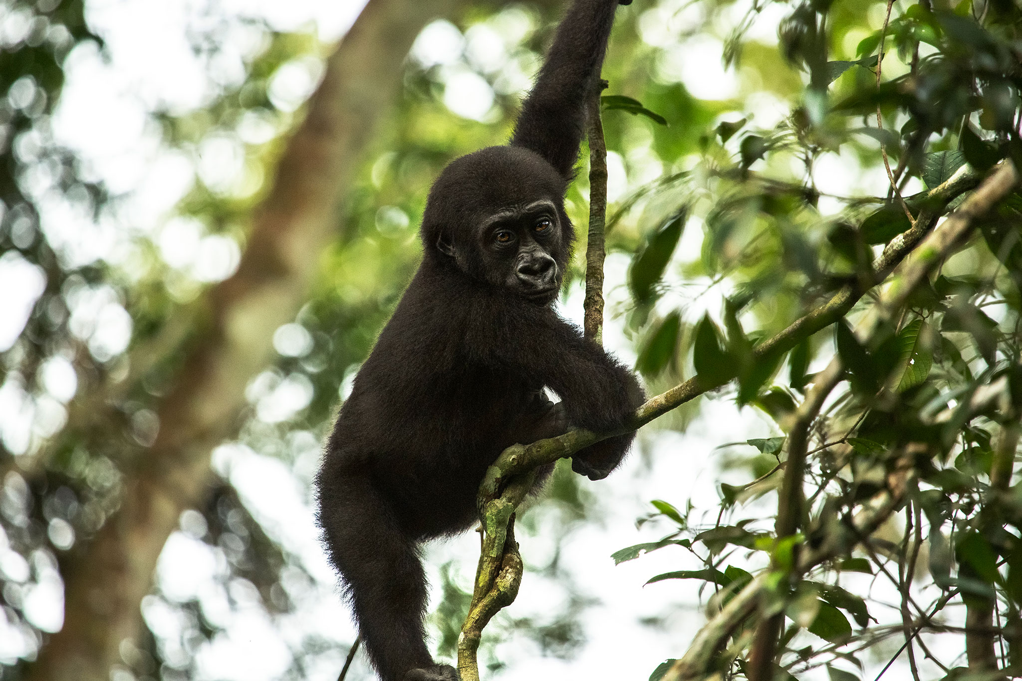 odzala-discovery-camps-gorilla-tracking-01 Les gorilles des plaines de l'ouest sont assez actifs