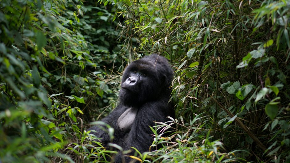 Gorilla Trekking