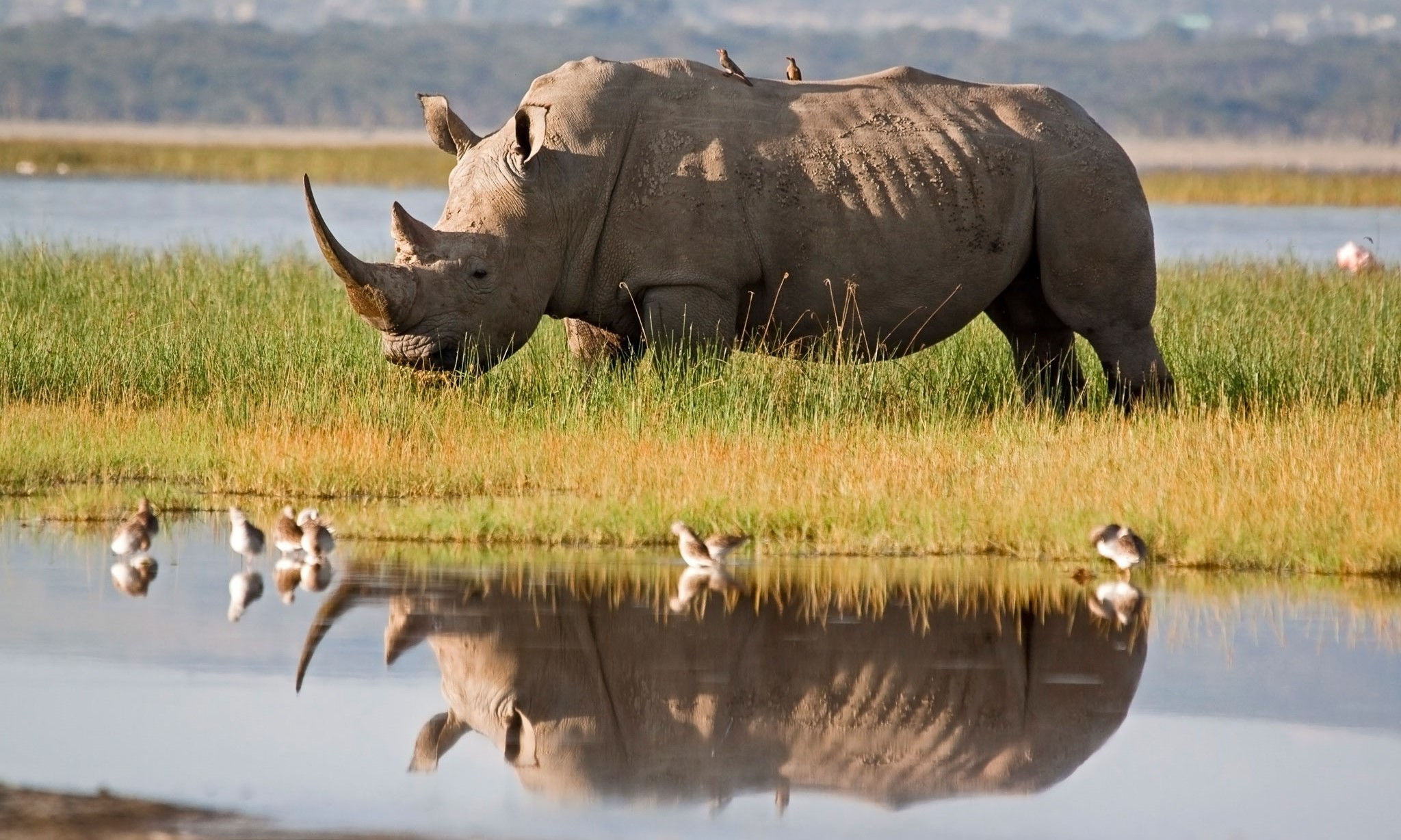 wildlife_rhino_okavango_concession_areas_botswana A majestic rhino grazes on the lush grasses of the Okavango Delta, accompanied by small birds perched on its back and a perfect reflection shimmering in the calm water.