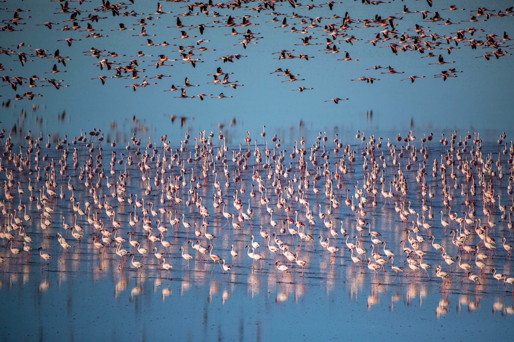 San-Camp-Makgadikgadi-botswana-flamingos A dazzling flock of flamingos wades through the shallow waters of the Makgadikgadi Pans, while hundreds more take flight above—an incredible spectacle during the best time to visit Botswana for a safari.