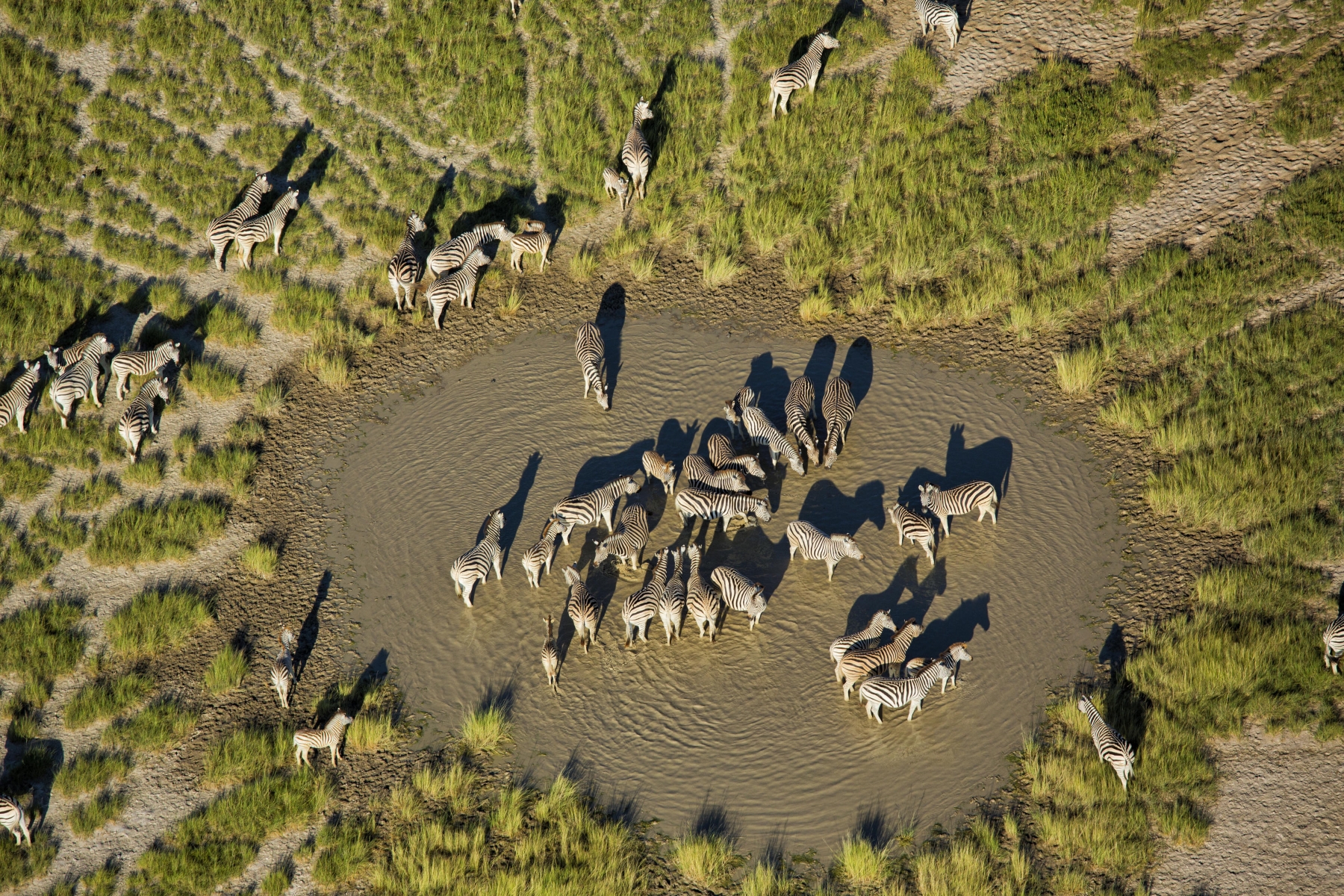 San-Camp-Makgadikgadi-botswana-zebra-migration-2 A large herd of zebras gathers around a shallow waterhole, their black-and-white stripes casting long shadows across the dry, grassy terrain, highlighting why winter is the best time to visit Botswana for a safari.
