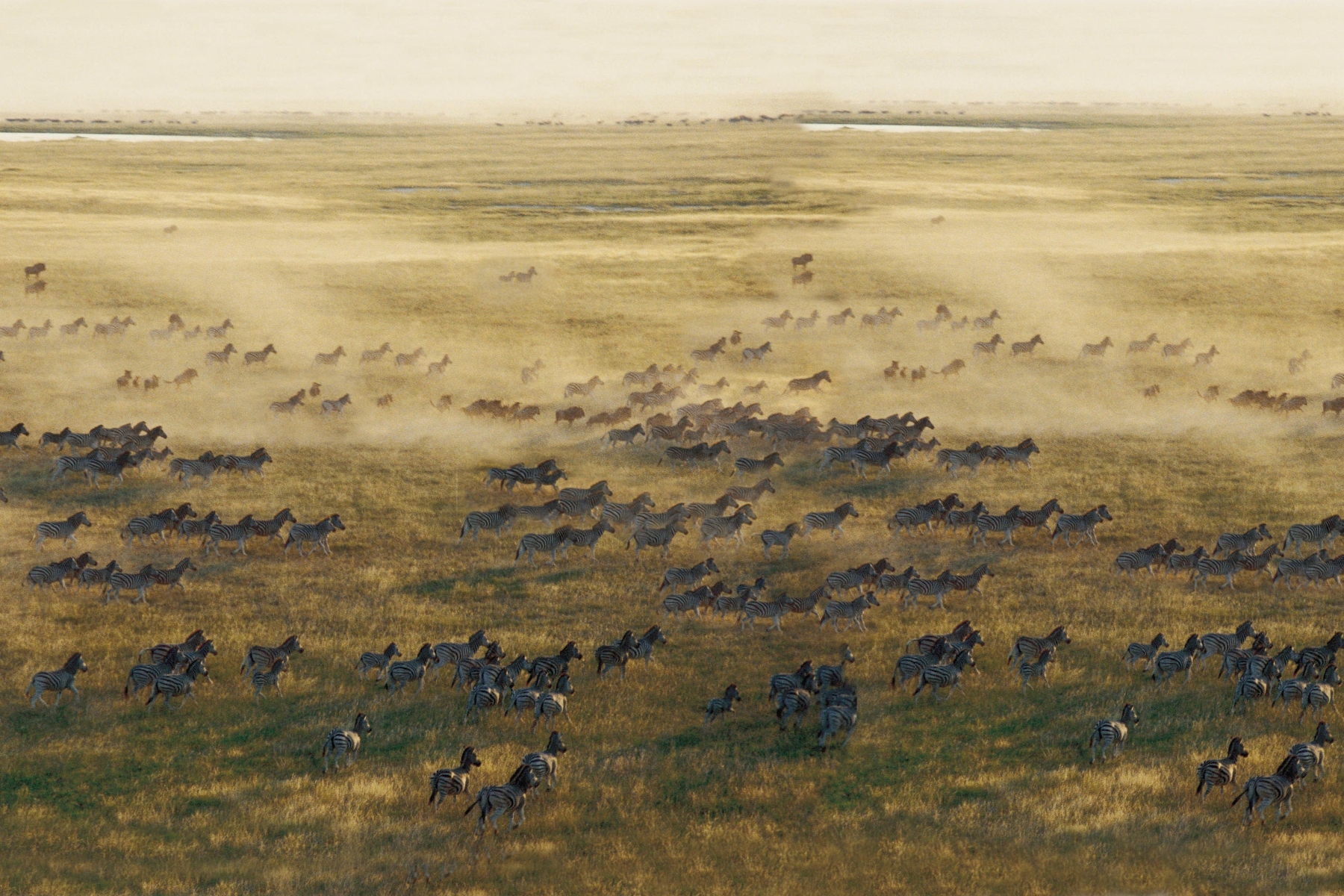 San-Camp-Makgadikgadi-botswana-zebra-migration A vast herd of zebras and wildebeest charges across the golden grasslands, kicking up clouds of dust as they migrate in search of fresh grazing—an iconic sight during the best time to visit Botswana for a safari.