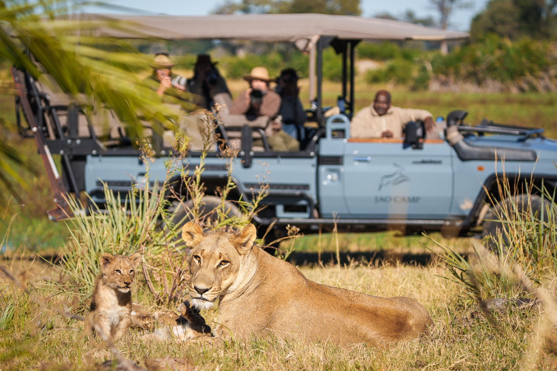 Wilderness-Jao-botswana-safari-lioness-and-cub A lioness lounges in the grass with her playful cub while safari-goers watch from a nearby game vehicle, capturing the magic of the best time to visit Botswana for a safari.
