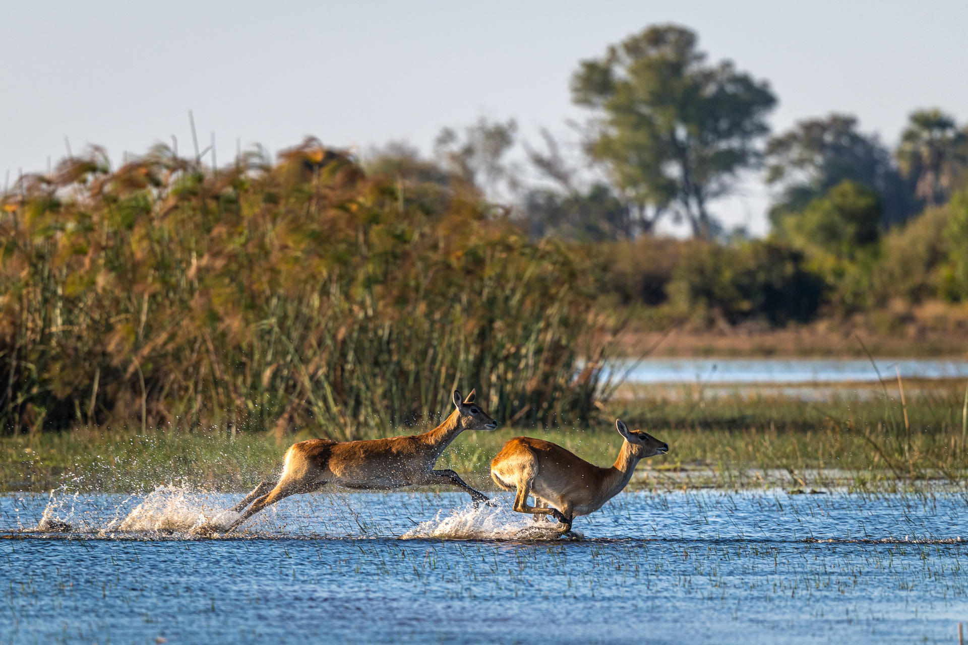 Wilderness-Jao-botswana-safari-running-antelope Two red lechwe antelopes sprint through shallow water, splashing as they move across the floodplains, a scene that captures the ever-changing beauty of Botswana's safari seasons.