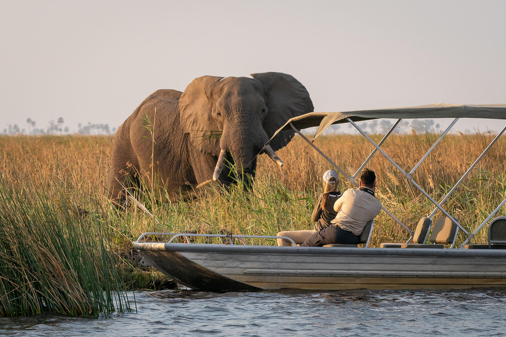 Wilderness-Savuti-botswana-safari-elephant A massive elephant emerges from the golden grasslands, standing just metres from a safari boat, showcasing the unforgettable encounters possible during the best time to visit Botswana for a safari.