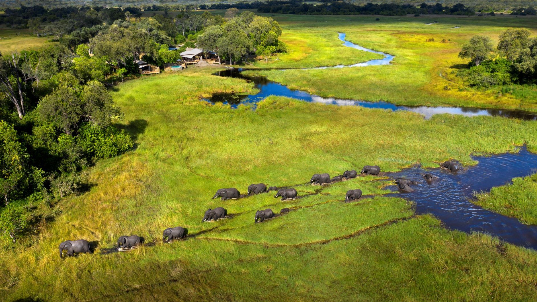 khwai-leadwood-botswana-elephants Large elephant herd traversing the Khwai marshland and rivers