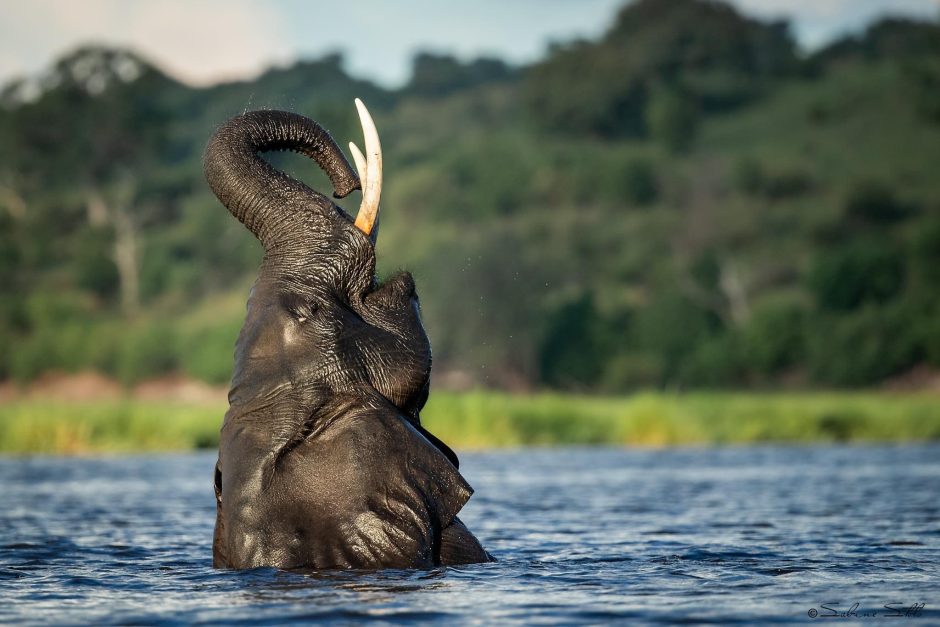 Elephant Bull in the Chobe River - Pangolin Photo Safaris -Sabine Stols
