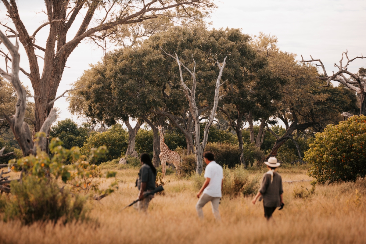 Wilderness-Vumbura-Plains-walking-safari-Okavango-Delta-Giraffe Walking safari in the Okavango Delta