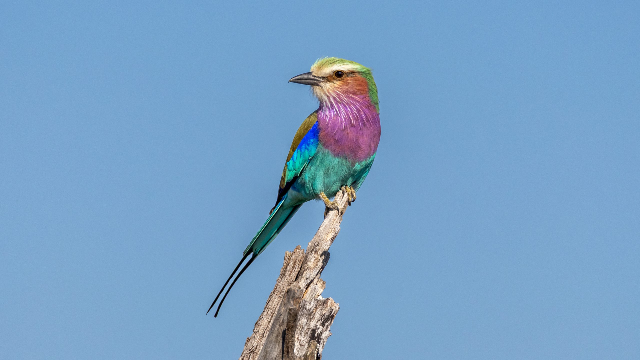 lilac-breasted-roller-pose-mogogelo-camp-29042025 Lilac-breasted roller seen while visiting Botswana in April