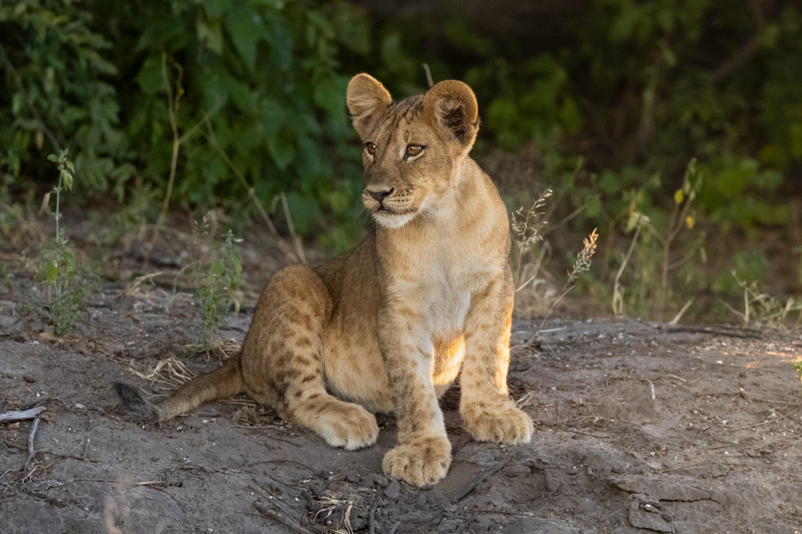 lion-cub-pose-landscape-chobe-21042025 Lion cub seen while visiting Botswnaa in April